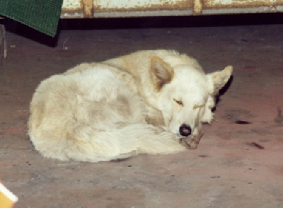 Nanuk